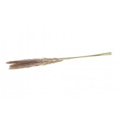  Susz Pampas 1 (wiązka)